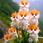 Cat Eye Dazzle Seeds + Plant Growth Serum Free image 1